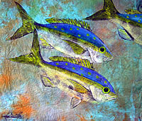 Yellowtails