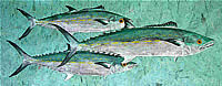 Holy Mackerel
